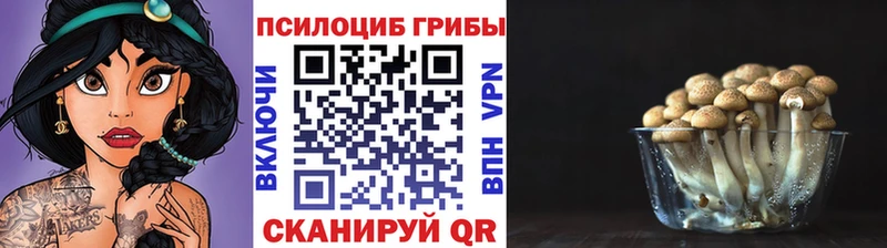наркота  Солнечногорск  Галлюциногенные грибы Psilocybine cubensis 